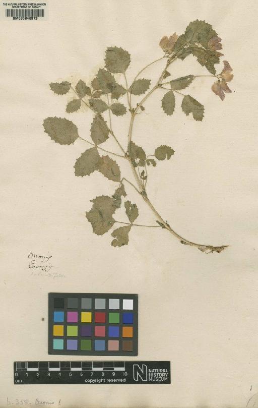 Ononis rotundifolia L. - BM000646573