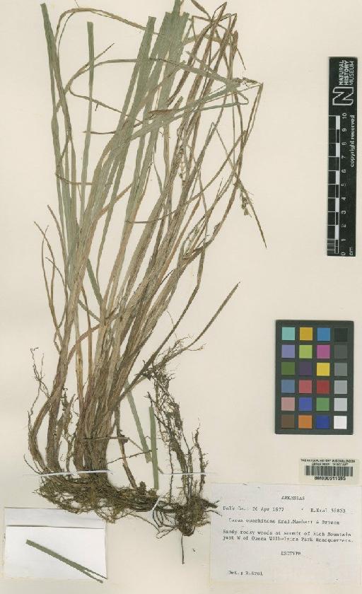 Carex ouachitana Kral, Manhart & Bryson - BM000611695