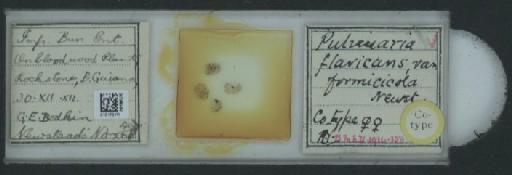 Pulvinaria flavicans formicicola Newstead, 1922 - 010170111_117406_7804811
