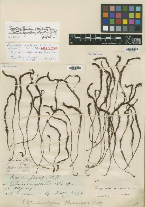 Pogonatum procerum (Lindb) Schimp. in A.Jaeger - BM000960704_a