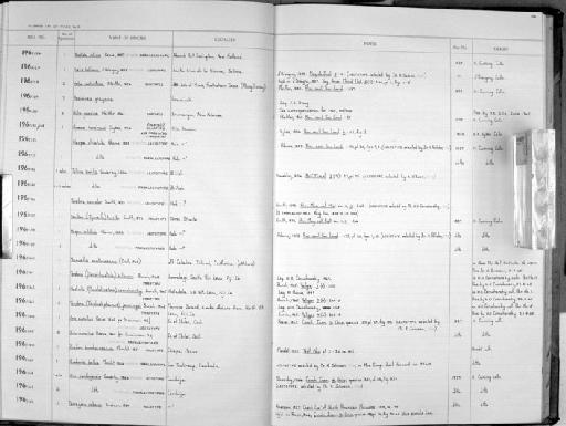 Helix heliaca subterclass Tectipleura d'Orbigny, 1835 - Zoology Accessions Register: Mollusca: 1962 - 1969: page 134