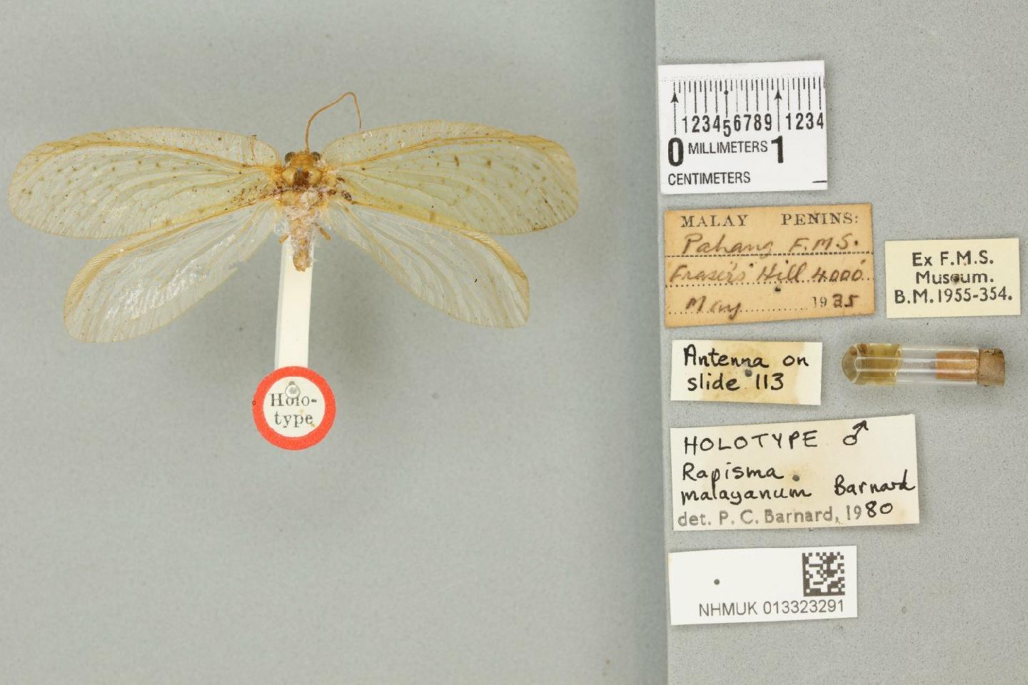 Rapisma malayanum
