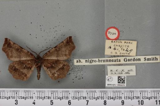 Selenia dentaria ab. nigrobrunneata Smith, 1950 - BMNHE_1881674_447113