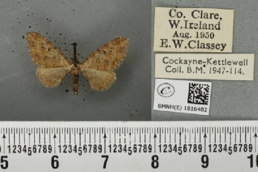 Eupithecia icterata ab. excelsa Dietze, 1910 - BMNHE_1816482_393490