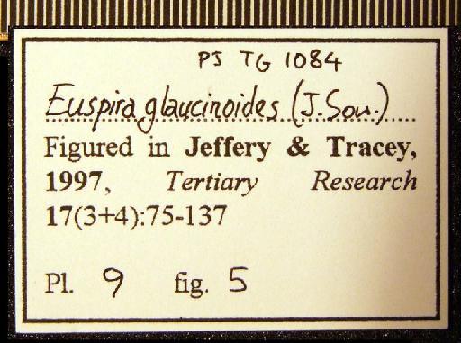 Euspira glaucinoides (J. Sowerby, 1812) - TG 1084. Euspira glaucinoides (label 1)