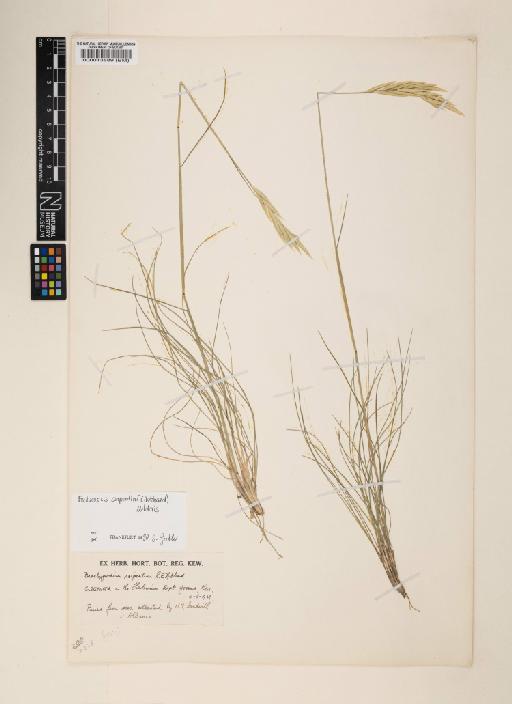 Elymus serpentinus (L.B.Cai) S.L.Chen & G.H.Zhu - 000013889