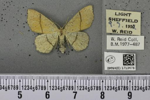 Cyclophora punctaria (Linnaeus, 1758) - BMNHE_1713478_276148