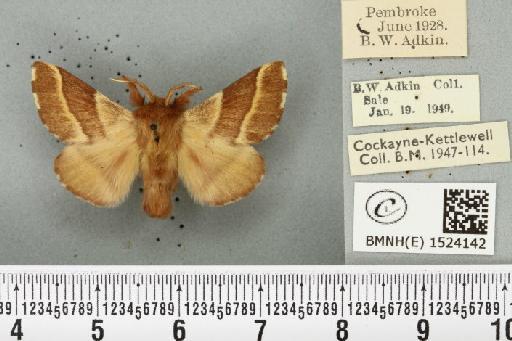 Malacosoma neustria ab. bicolor Sibille, 1927 - BMNHE_1524142_190466