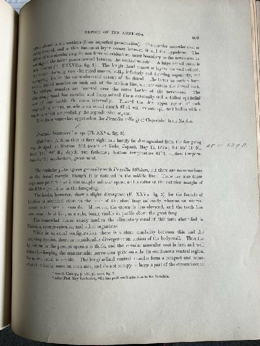 Eunotomastus grubei McIntosh, 1885 - Challenger Polychaete Scans of Book 245
