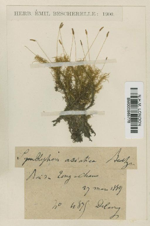 Symblepharis vaginata (Hook. ex Harv.) Wijk & Margad. - BM000965778