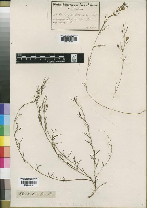 Psoralea tenuissima E.Mey. - BM000843164