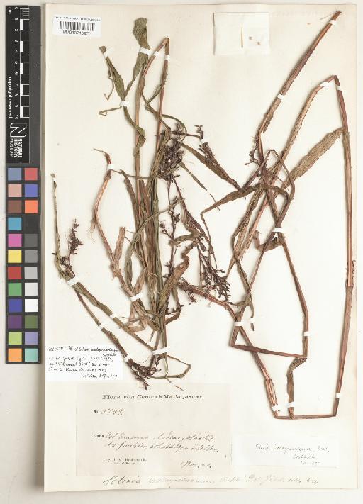 Scleria madagascariensis Boeckeler - BM013718972
