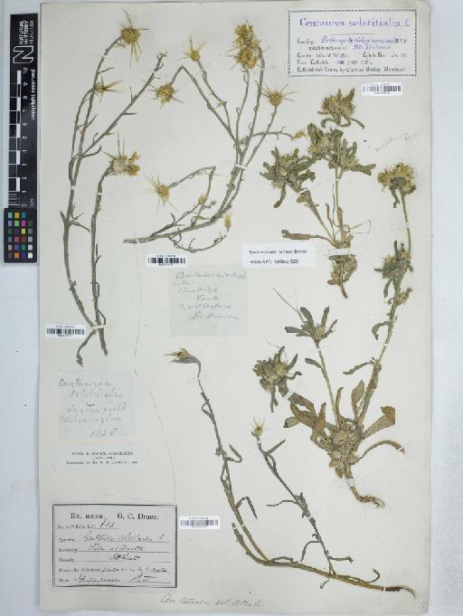 Centaurea solstitialis L. - BM001161770