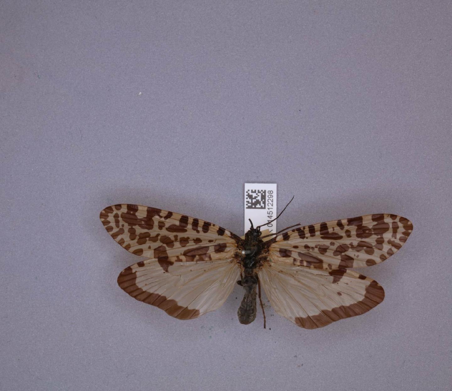 Semblis phalaenoides