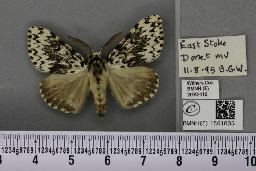 Lymantria monacha (Linnaeus, 1758) - BMNHE_1561835_251532