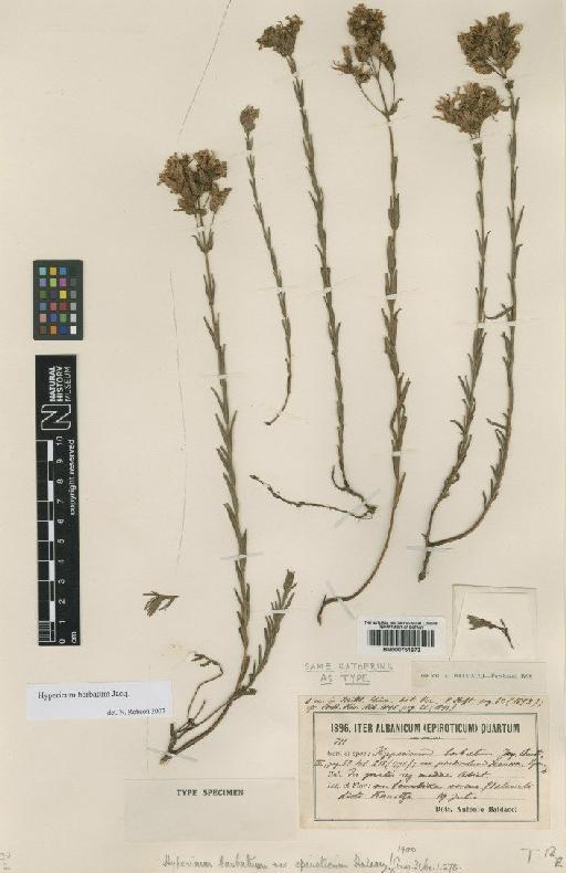 Hypericum barbatum Jacq. - BM000751673