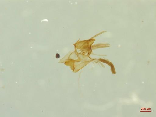 Eumolpinae Hope, 1840 - 010131372___4