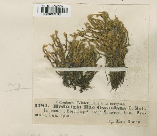 Hedwigia ciliata (Hedw.) P.Beauv. - BM000871192