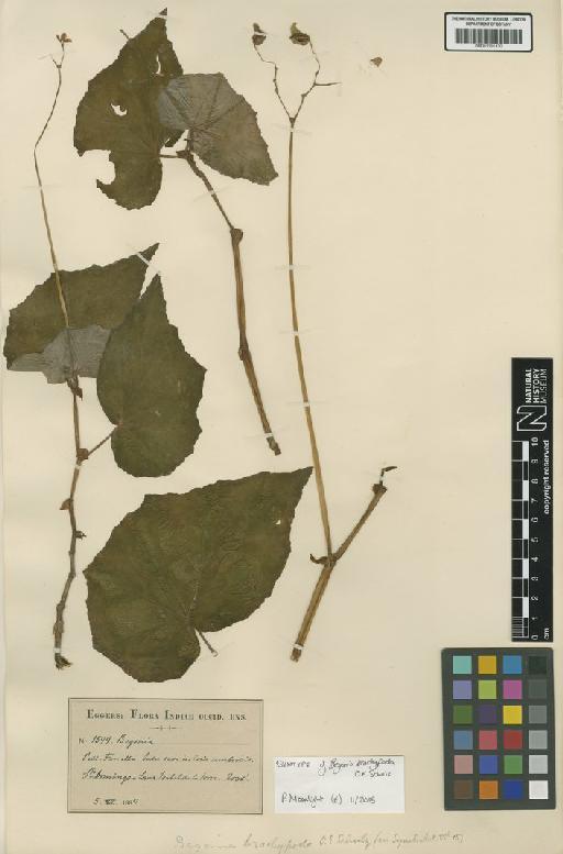 Begonia brachypoda O.E.Schulz - BM001191430