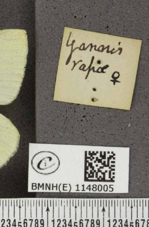 Pieris rapae rapae (Linnaeus, 1758) - BMNHE_1148005_a_label_111032