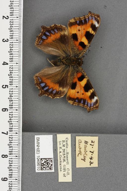 Aglais urticae ab. bolandii Lambillion, 1907 - BMNHE_1049610_45084