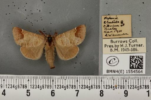 Abraxas grossulariata ab. inframaculata Stovin, 1939 - BMNHE_1554564_491458