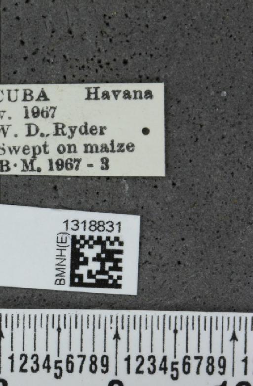 Systena basalis Jacquelin du Val, 1857 - BMNHE_1318831_label_26168