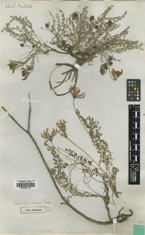 Astragalus reduncus Pall. - BM000751002