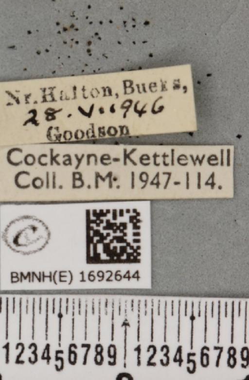 Nola confusalis (Herrich-Schäffer, 1847) - BMNHE_1692644_label_292255