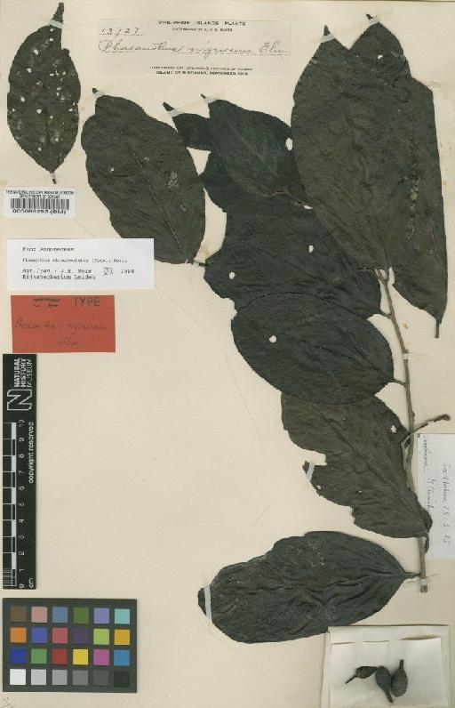 Phaeanthus ebracteolatus (C.Presl) Merr. - BM000099285