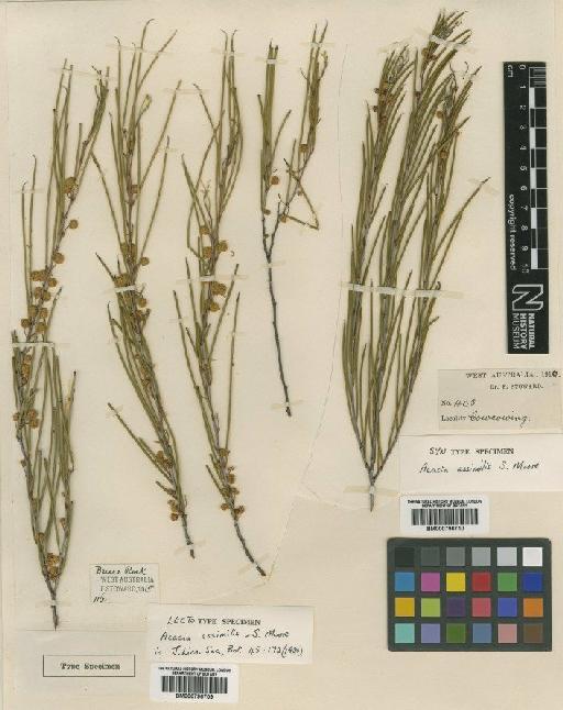Acacia assimilis S.Moore - BM000796709