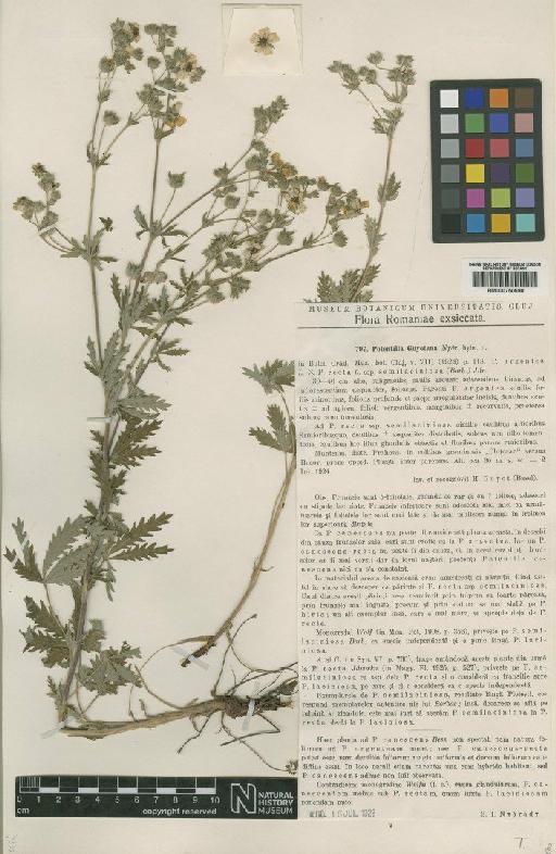 Potentilla recta L. - BM000750698