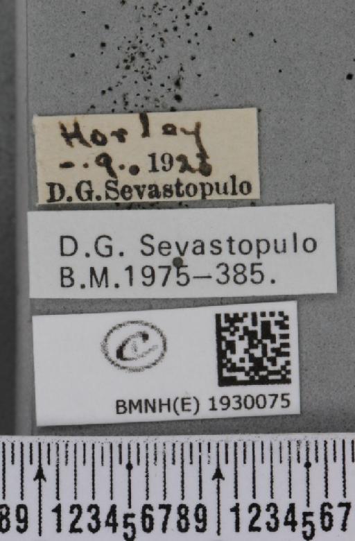 Cabera exanthemata (Scopoli, 1763) - BMNHE_1930075_label_495488