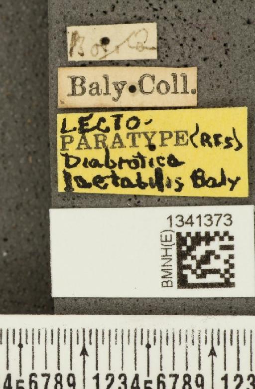 Acalymma laetabile (Baly, 1886) - BMNHE_1341373_label_23112