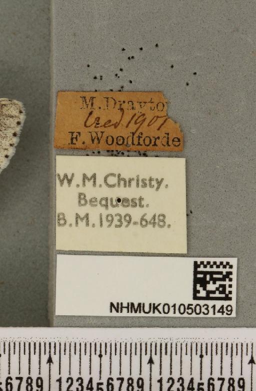 Acronicta leporina (Linnaeus, 1758) - NHMUK_010503149_label_561174