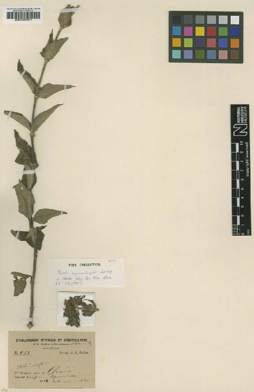Salvia cyanotropha Epling - BM000993017