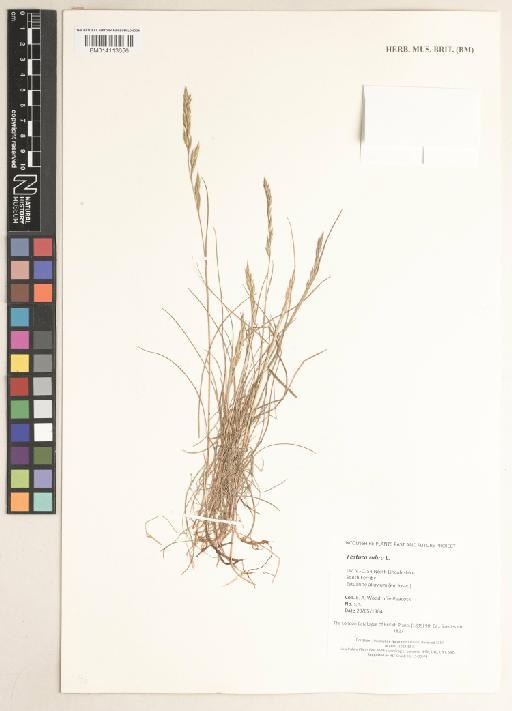 Festuca rubra L. - 014113656