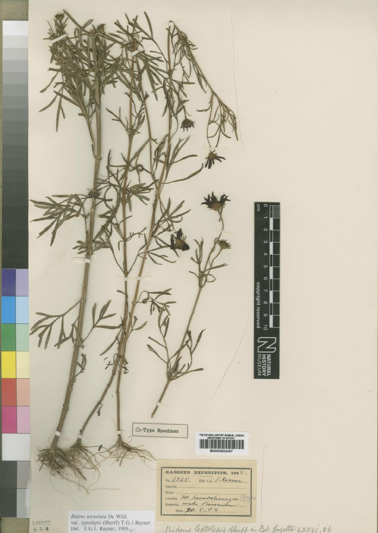 To NHMUK collection (Bidens urceolata De Wild.; TYPE; NHMUK:ecatalogue:4529465)