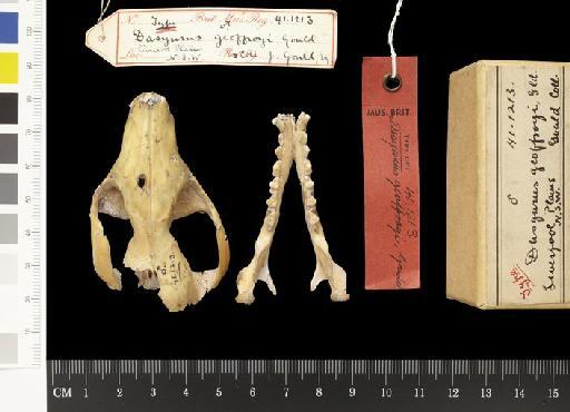 Dasyurus geoffroyi, Gould, 1841 - 1941.1213_Skull_Dorsal_HT_1888