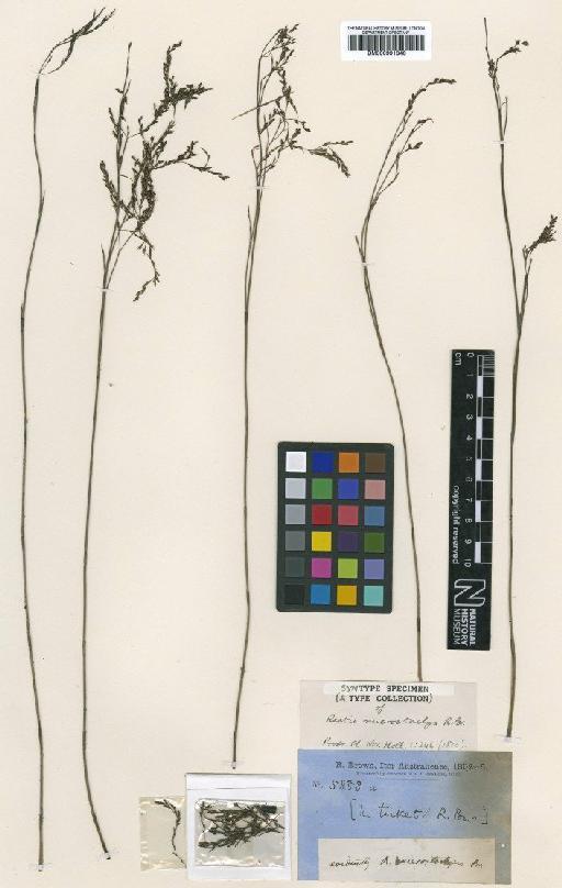 Leptocarpus scariosus R.Br. - BM000991346
