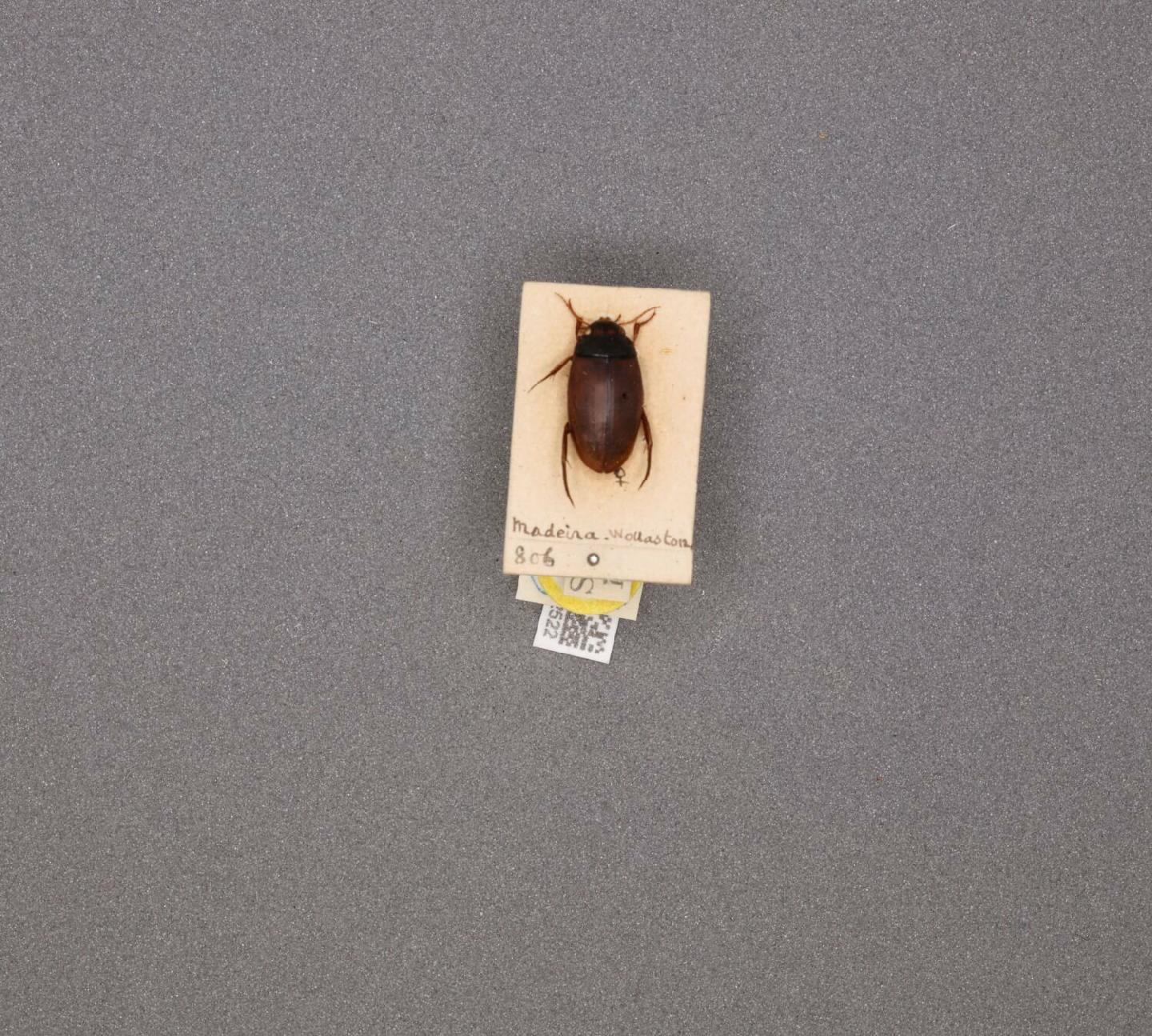 Agabus wollastoni