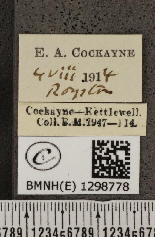 Polyommatus icarus icarus ab. antico-obsoleta Tutt, 1910 - BMNHE_1298778_label_149262
