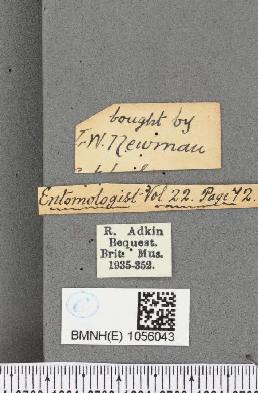 Aglais urticae ab. dannenbergi Neuberg, 1905 - BMNHE_1056043_a_label_45305