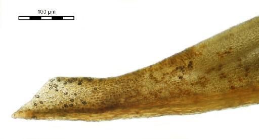 Hyophila involuta (Hook.) A.Jaeger - Gymnostomum cylindricum_BM001006479tip2