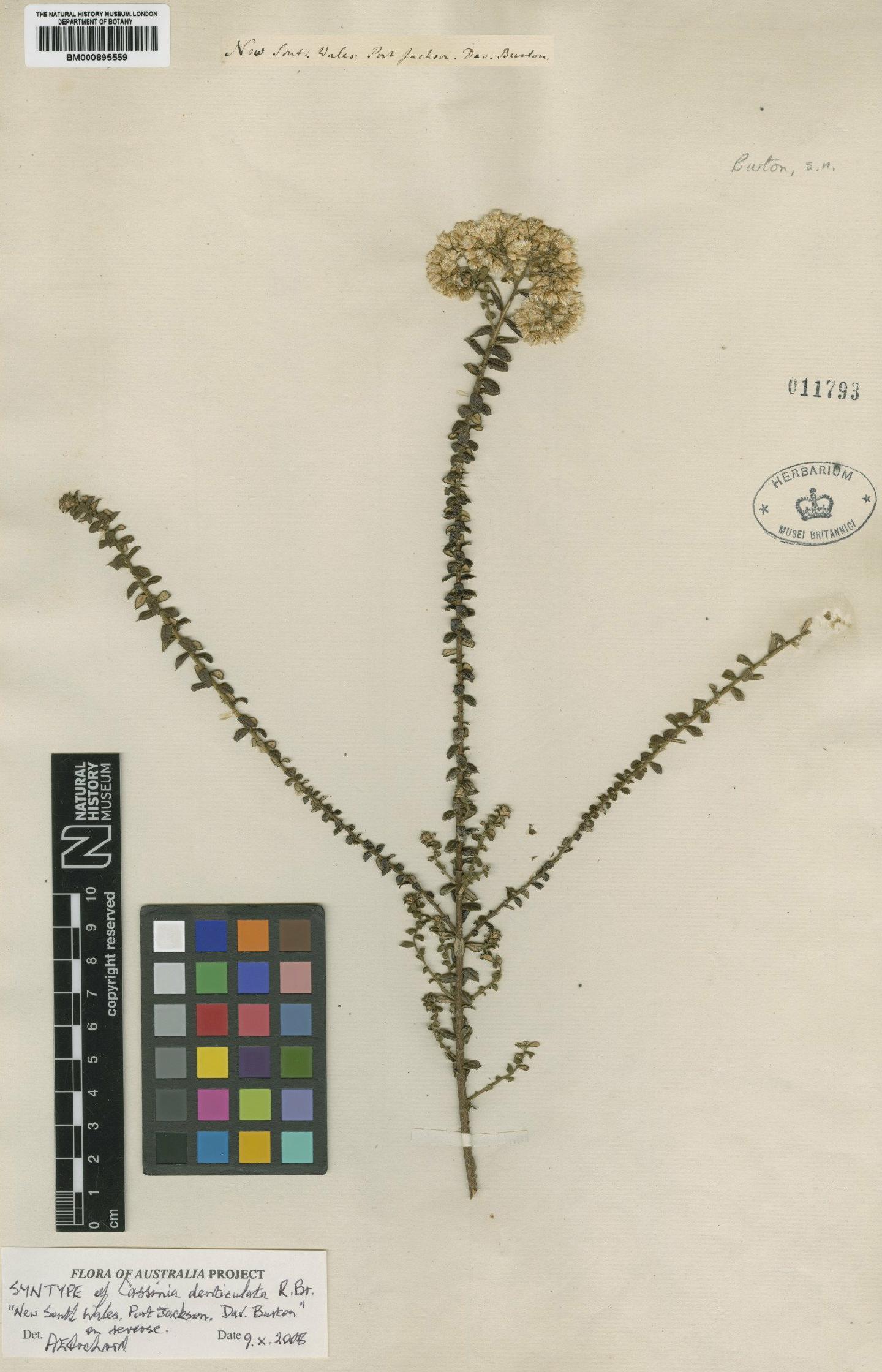 To NHMUK collection (Cassinia denticulata R.Br.; Syntype; NHMUK:ecatalogue:442864)
