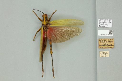 Valanga nigricornis nigricornis (Burmeister, 1838) - 012498452_73409_94567