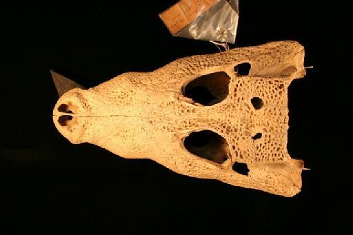 Osteolaemus tetraspis Cope, 1861 - O_tetraspis_62.6.30.5(cran1)