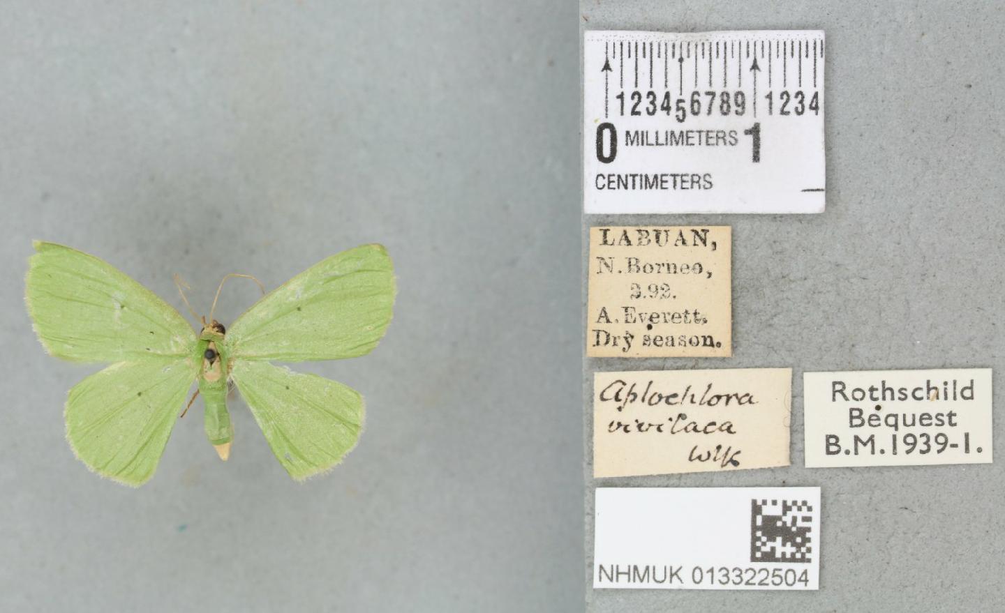 Aplochlora vivilaca