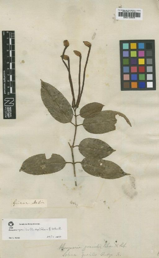 Posoqueria gracilis (Rudge) Roem. & Schult. - BM001008909