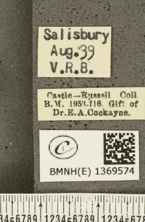 Aricia agestis ab. postico-obsoleta Tutt, 1912 - BMNHE_1369574_label_177532